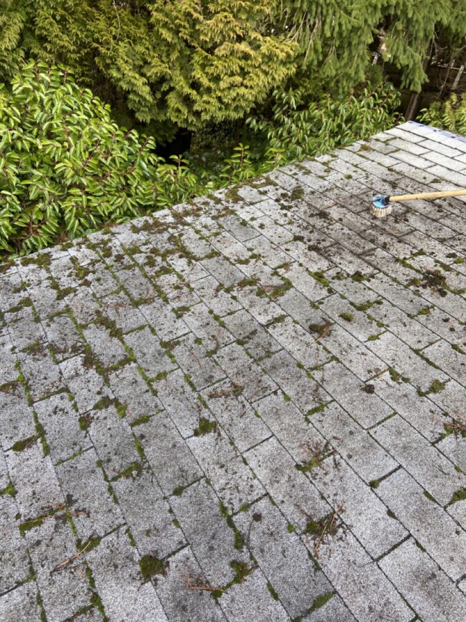 Moss on roof in Fraser Valley